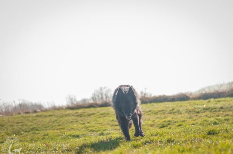 Sly Tierärztliche Physiotherapiepraxis Wetzen