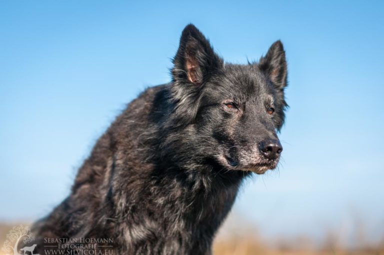 Sly Tierärztliche Physiotherapiepraxis Wetzen